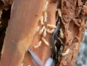 西峡白蚁防治公司分享老旧房屋白蚁专项防护，解决老房虫害反复难题